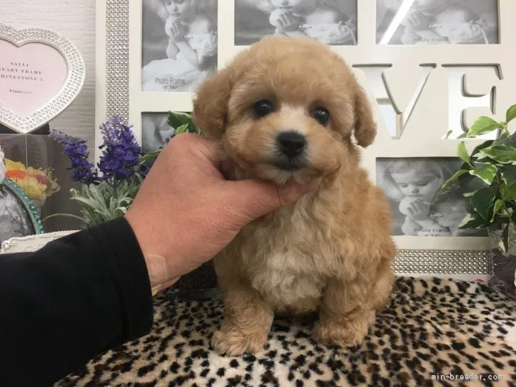 ID：2004-00823の子犬