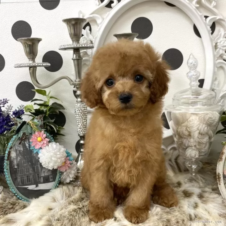 ID:2409-06492の子犬