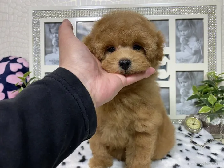 ID：2203-00122の子犬