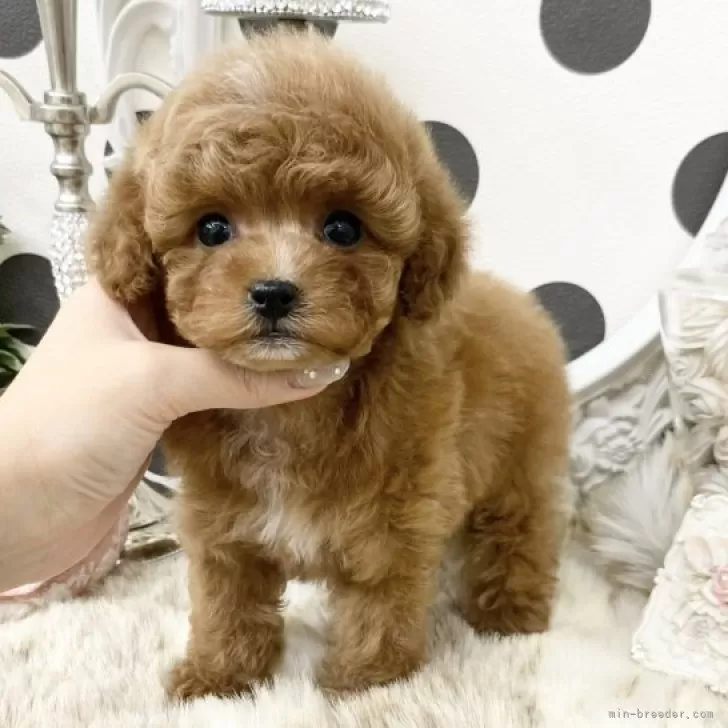 ID:2312-01663の子犬