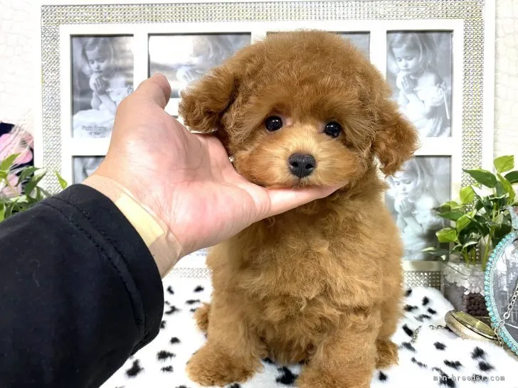 ID：2106-03093の子犬