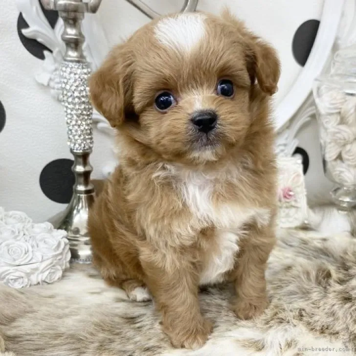 ID:2309-01389の子犬