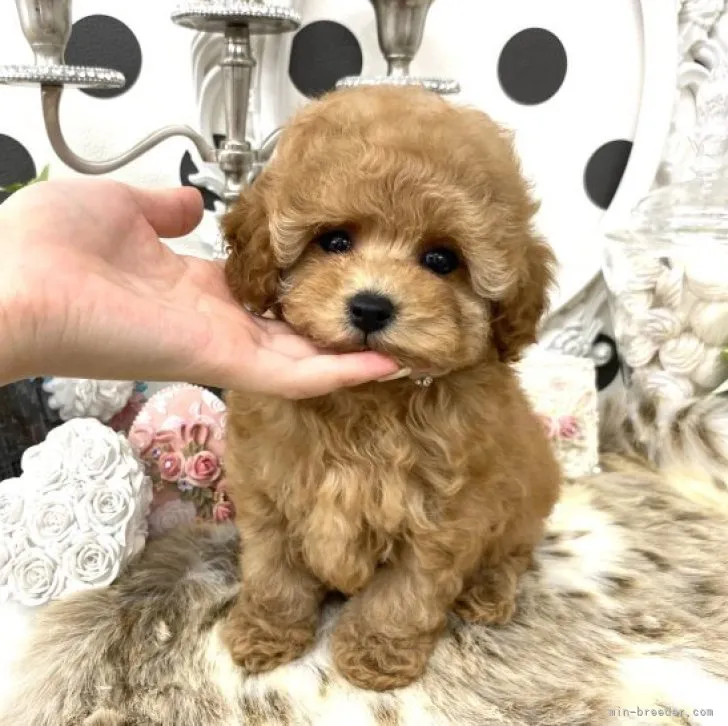 ID：2310-05740の子犬