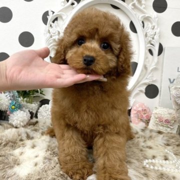 トイプードル(トイ)【京都府・男の子・2022年11月10日・レッド】の写真「とってもお顔の可愛い✨1人っ子ちゃんの僕ちん❣️」