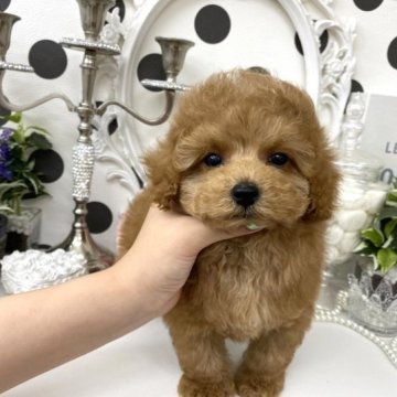 トイプードル(タイニー)【京都府・男の子・2023年3月13日・アプリコット】の写真「✨キラキラ〜っと✨気品ある可愛いお顔立ちの４兄妹💕」