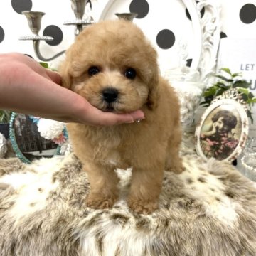 トイプードル(タイニー)【京都府・男の子・2024年8月18日・アプリコット】の写真「お顔の可愛いお鼻短めな✨４兄妹💕」