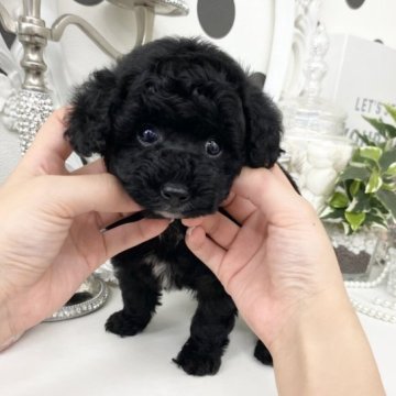 トイプードル(ティーカップ)【京都府・女の子・2023年8月7日・ブラック】の写真「お顔の可愛い✨お鼻短めな3兄妹💕」