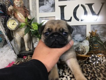 パグ【京都府・男の子・2019年11月27日・フォーン】の写真「お顔ムッチムチ❣️お鼻はブビップリティ〜なボクちん」