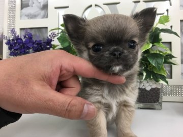 チワワ(ロング)【京都府・男の子・2018年12月27日・ブルーフォーン&ホワイト】の写真「お鼻ムギュムギュ〜な王子様登場✨✨✨」