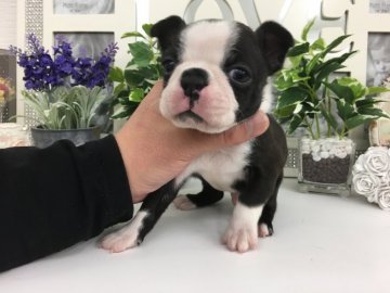 ボストンテリア【京都府・男の子・2019年1月1日・ボストンカラー】の写真「お顔ムッチムチ❣️プリティ～なおぼっちゃま❗️」