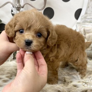 ペキチー✖️プードル【京都府・男の子・2023年7月20日・レッド】の写真「とっても可愛いお目目キラキラ✨ペキチ〜プ〜5兄妹」