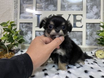 チワワ(ロング)【京都府・男の子・2021年2月2日・ブラックタン】の写真「超〜可愛いちょっとビビりなチビチビモンスタ～4兄妹」