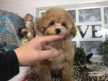 トイプードル(タイニー)【京都府・女の子・2019年12月31日・アプリコット】の写真「超〜スペシャルな✨お鼻短めなお姫様❣️」