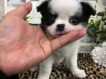 チワワ(ロング)【京都府・男の子・2020年5月13日・ホワイト&ブラック(パーティー)】の写真「お鼻ペッタン✨可愛いウシ柄💕ブラザ〜ズ‼️」
