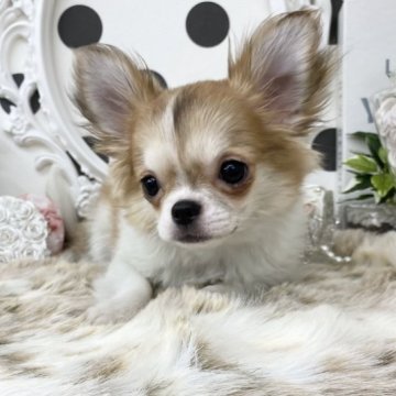 チワワ(ロング)【京都府・女の子・2022年11月20日・ホワイト&フォーン】の写真「おとぎの国から出てきたお鼻ペッタン４兄妹❣️」