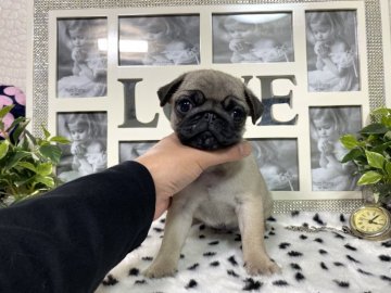 パグ【京都府・男の子・2021年7月28日・フォーン】の写真「超〜〜お顔の可愛い❤️でもお鼻ブヒッブヒ男とブヒ蔵」