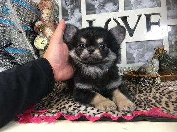 チワワ(ロング)【京都府・男の子・2019年10月29日・ブラックタン&クリーム】の写真「✨キラキラ✨おめめのいなせな美男子君❣️❣️」