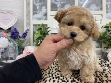 トイプードル(ティーカップ)【京都府・女の子・2020年12月15日・クリーム】の写真「キラキラッと✨気品あるお顔でドアーフの3姉妹、」