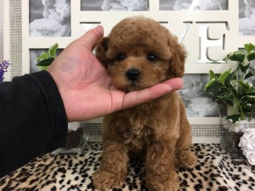 トイプードル(タイニー)【京都府・男の子・2020年8月18日・濃いめアプリコット】の写真「超〜可愛すぎる✨スペシャル級✨の三兄弟なのです❣️」