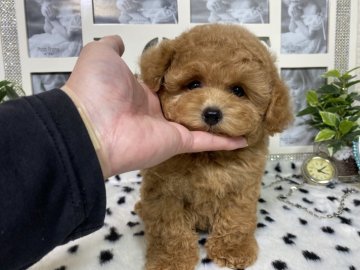 トイプードル(ティーカップ)【京都府・女の子・2021年10月10日・レッド】の写真「小さな小さなマイクロちゃんお目目最強完璧なドアーフ」