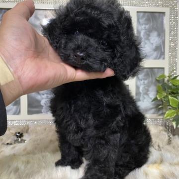 トイプードル(タイニー)【京都府・女の子・2022年5月3日・ブラック】の写真「お顔の可愛いお鼻短めな✨4兄妹❣️」
