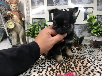 チワワ(ロング)【京都府・男の子・2019年10月12日・ブラックタン】の写真「チビチビ✨ロイヤル✨ファミリー4男子君❣️」