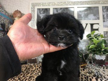 チワドル【京都府・男の子・2019年9月20日・ブラック(ソリッド系)】の写真「キュートな✨キラキラ✨お目々の可愛い三兄妹❣️」