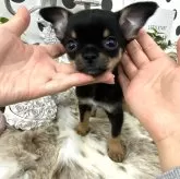 チワワ(スムース)【京都府・男の子・2024年4月3日・ブラックタン】の写真1