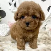 ティーカッププードル【京都府・女の子・2023年2月11日・レッド】の写真1