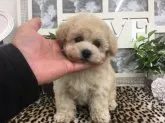 ティーカッププードル【京都府・女の子・2020年2月14日・クリーム】の写真2