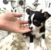 チワワ(スムース)【京都府・女の子・2024年3月10日・ブラックタン&ホワイト(パーティ)】の写真3