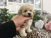 ティーカッププードル【京都府・女の子・2020年2月14日・クリーム】の写真3