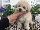 ティーカッププードル【京都府・女の子・2020年2月14日・クリーム】の写真4