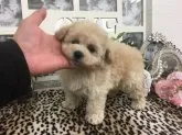 ティーカッププードル【京都府・女の子・2020年2月14日・クリーム】の写真5