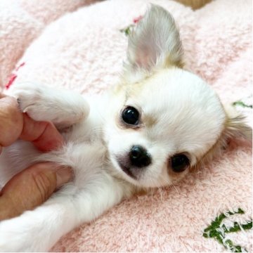 チワワ(ロング)【群馬県・男の子・2025年7月18日・ホワイト&レッド(パーティー)】の写真「かわいらしいお顔の男の子♡」