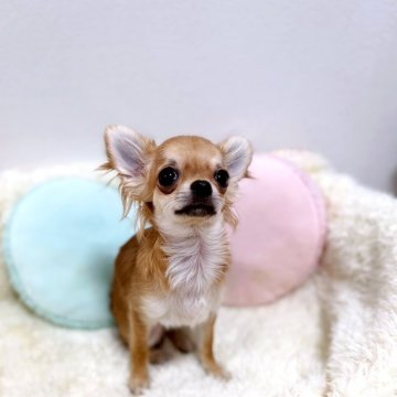 チワワ(ロング)【群馬県・男の子・2025年6月6日・レッド】の写真「穏やかな小ぶり君♪」