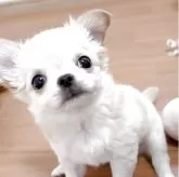 チワワ(ロング)
