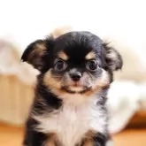 チワワ(ロング)