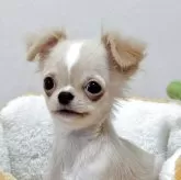 チワワ(ロング)