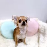 チワワ(ロング)