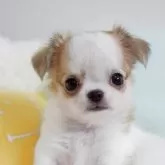 チワワ(ロング)