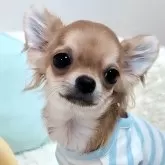 チワワ(ロング)