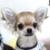 チワワ(ロング)