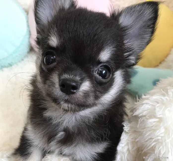 ID：1909-02243の子犬