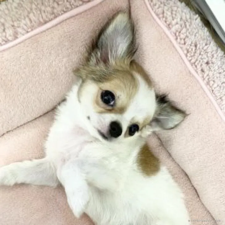 Y.S 様のお迎えした子犬