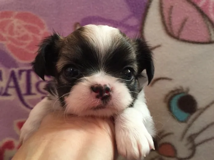 ID：1412-00230の子犬