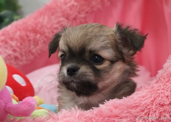 だん 様のお迎えした子犬