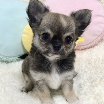 チワワ(ロング)【群馬県・男の子・2022年7月20日・フォーン&ホワイト】の写真「可愛いお顔の男の子♪」