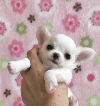 チワワ(ロング)【群馬県・男の子・2018年7月16日・クリーム&ホワイト】の写真「優しいお顔の男の子♪」
