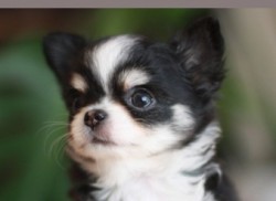チワワ(ロング)【群馬県・男の子・2012年12月6日・ブラック&ホワイト【小ぶりです】】の写真「」